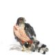 Bird Portraits in Collage and Mixed Media