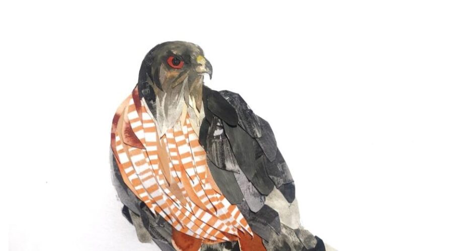 Bird Portraits in Collage and Mixed Media